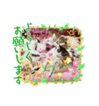 猫z（個別スタンプ：3）