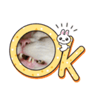 猫z（個別スタンプ：4）