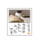 猫z（個別スタンプ：7）