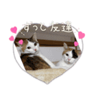 猫z（個別スタンプ：8）