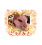 猫z（個別スタンプ：9）