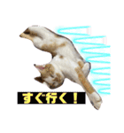 猫z（個別スタンプ：11）