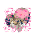 猫z（個別スタンプ：13）