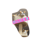 猫z（個別スタンプ：14）