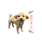 犬のクレマ（個別スタンプ：1）