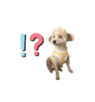 犬のクレマ（個別スタンプ：2）