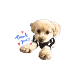 犬のクレマ（個別スタンプ：3）