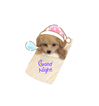 犬のクレマ（個別スタンプ：5）