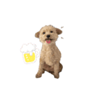 犬のクレマ（個別スタンプ：6）