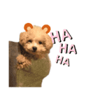 犬のクレマ（個別スタンプ：7）