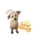 犬のクレマ（個別スタンプ：9）