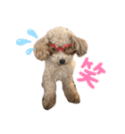 犬のクレマ（個別スタンプ：10）