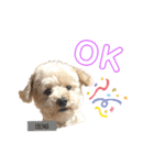 犬のクレマ（個別スタンプ：11）