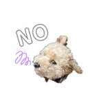 犬のクレマ（個別スタンプ：12）