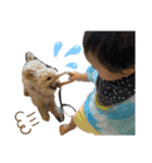 犬のクレマ（個別スタンプ：13）