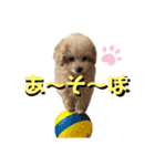 犬のクレマ（個別スタンプ：14）
