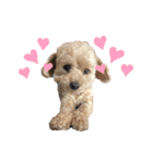 犬のクレマ（個別スタンプ：15）