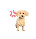 犬のクレマ（個別スタンプ：16）