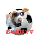 どんぐりサッカー1（個別スタンプ：4）