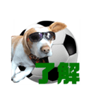 どんぐりサッカー1（個別スタンプ：5）