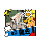 どんぐりサッカー1（個別スタンプ：9）