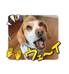 どんぐりサッカー1（個別スタンプ：11）