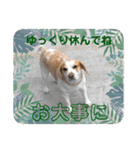 どんぐりサッカー1（個別スタンプ：16）