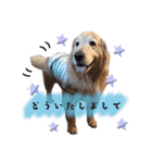 ゴールデンレトリバーのcandy（個別スタンプ：3）