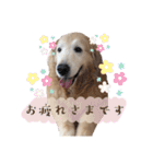 ゴールデンレトリバーのcandy（個別スタンプ：29）