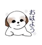 Stickers_Shih Tzu_i シーズースタンプ冬（個別スタンプ：25）