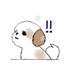 Stickers_Shih Tzu_i シーズースタンプ冬（個別スタンプ：36）