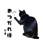 黒猫幕僚長（個別スタンプ：6）