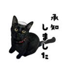 黒猫幕僚長（個別スタンプ：9）