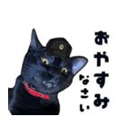 黒猫幕僚長（個別スタンプ：13）