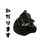 黒猫幕僚長（個別スタンプ：16）