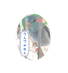 リルちゃん5（個別スタンプ：5）