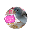 リルちゃん5（個別スタンプ：6）