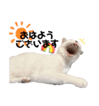 ネルSTAMP（個別スタンプ：1）