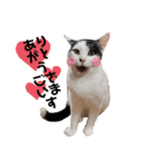 ネルSTAMP（個別スタンプ：8）