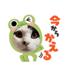 ネルSTAMP（個別スタンプ：9）