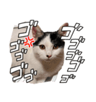 ネルSTAMP（個別スタンプ：14）