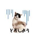 ネルSTAMP（個別スタンプ：21）