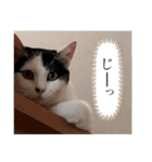 ネルSTAMP（個別スタンプ：23）