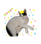 ネルSTAMP（個別スタンプ：24）