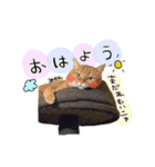 ゆずみかんネコ（個別スタンプ：1）