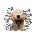 愉快な「かるーあ」スタンプ（個別スタンプ：1）