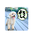 愉快な「かるーあ」スタンプ（個別スタンプ：10）