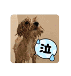 愉快な「かるーあ」スタンプ（個別スタンプ：17）