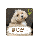 愉快な「かるーあ」スタンプ（個別スタンプ：21）