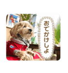 愉快な「かるーあ」スタンプ（個別スタンプ：23）